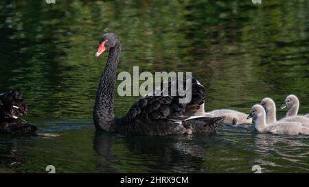 Madre cigno nero che porta i suoi cigneti a nuotare nel lago. Foto Stock