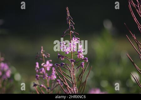 Primo piano di fiori di ivan-tè Foto Stock