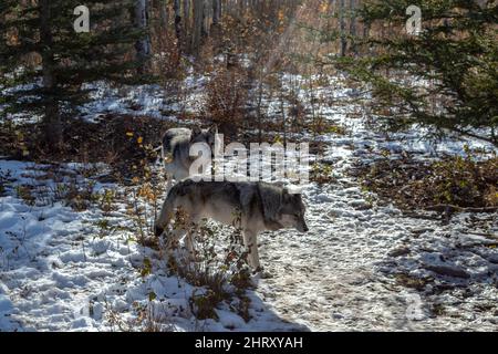 due cani da lupo in piedi nella neve Foto Stock