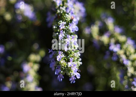 Colpo selettivo di fiori violacei in fiore del rosmarino (Salvia rosmarinus) Foto Stock