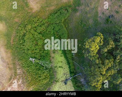 Immagine aerea presa da un drone sopra le piante acquatiche e la vegetazione a Eungella Dam, Queensland, Australia. Foto Stock
