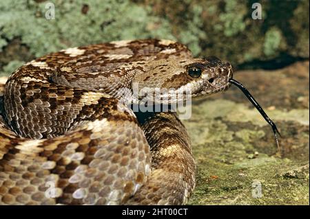 Rattlesnake a coda nera (Crotalus molossus molussus), ritratto con lingua a forcella estesa. Texas occidentale, Stati Uniti