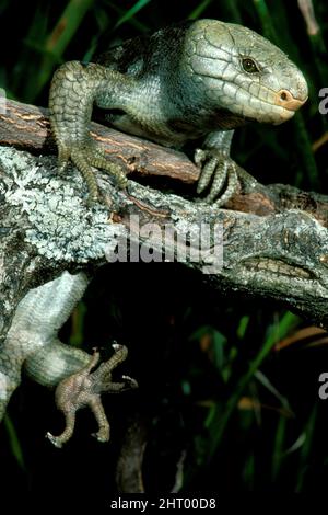 Solomon Island skink (Corucia zebrata), in albero, mostrando le lunghe e affilate artigli. Una specie esotica dell'animale domestico. Isole Salomone Foto Stock