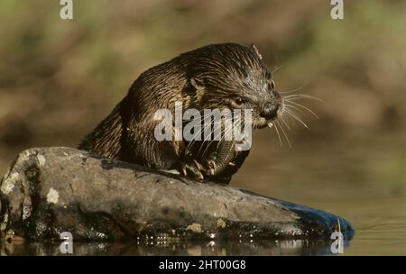 Lontra del fiume settentrionale (Lontra canadensis), mangiare pesce. Montana, Stati Uniti Foto Stock