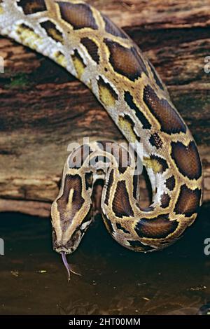 Pitone birmano (Python bivittatus), con sfarfallio della lingua. Asia Foto Stock