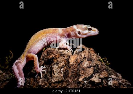 Primo piano di un rettile in gecko leopardo su una pietra con sfondo nero Foto Stock