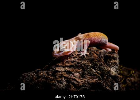 Primo piano di un rettile in gecko leopardo su una pietra con sfondo nero Foto Stock