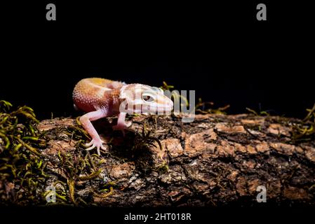 Primo piano di un rettile in gecko leopardo su una pietra con sfondo nero Foto Stock