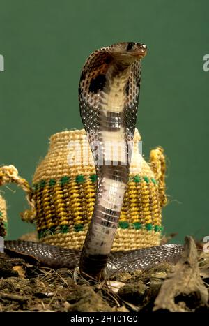 Cobra con occhiali (Naja naja), di fronte al paniere di serpente sollevato in posizione difensiva con cappuccio spalmato. India Foto Stock