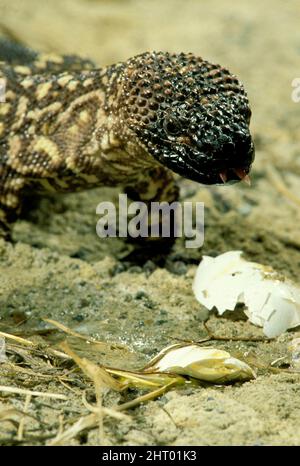 Lucertola con perline (Heloderma horridum), mangiare uova di uccello. Messico occidentale Foto Stock