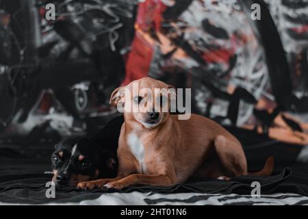 Primo piano di due carini cani Chihuahua che si trovano sul pavimento e guardano via Foto Stock