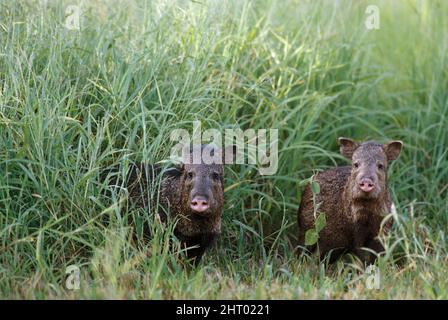 Pecario colarato (Pecari tajacu), due animali. Entrambi i sessi hanno zuschi affilati. Stati Uniti sud-occidentali Foto Stock