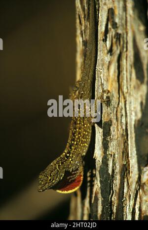 Anole marrone (Anolis sagrei), maschio, in mostra. Audubon Corkscrew Swamp Sanctuary, Florida sud-occidentale, USA Foto Stock