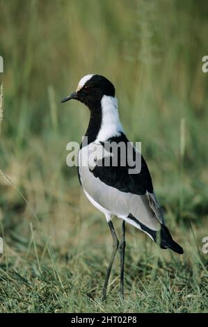 Fabbro plover (Anitibyx o Vanellus armatus). Questo uccello è il nome ...