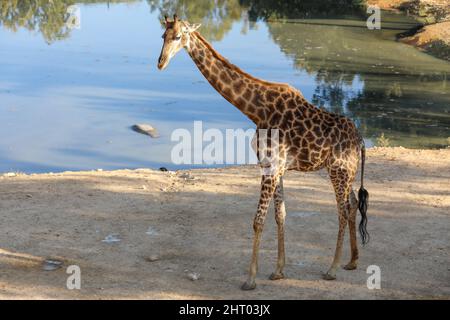 Giraffe è in piedi a terra. Alta qualità Foto Stock