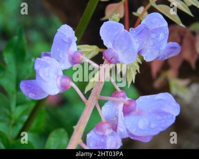 Primo piano dei bellissimi fiori di Wisteria sinensis, comunemente conosciuta come glicine cinese. Foto Stock