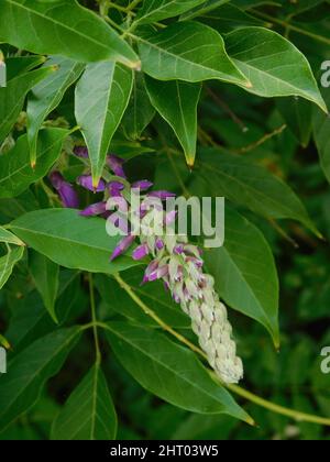 Primo piano verticale delle gemme di Wisteria sinensis, comunemente nota come glicine cinese. Foto Stock