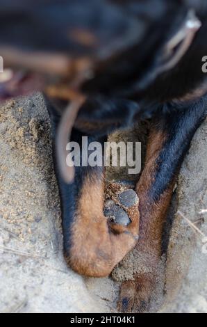 Primo piano delle zampe di un cane nero che giace in un buco scavato. Rottweiler maschio adulto che cade sabbia con le zampe anteriori. Animali domestici. Messa a fuoco selettiva. Foto Stock