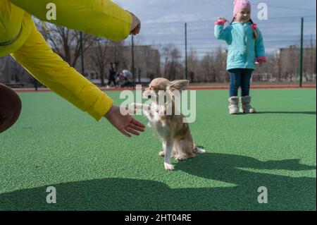 Un cane della razza Chihuahua dà la sua zampa al proprietario. Il piccolo animale si trova sulla superficie verde del campo sportivo. Una bambina di cinque anni in Th Foto Stock