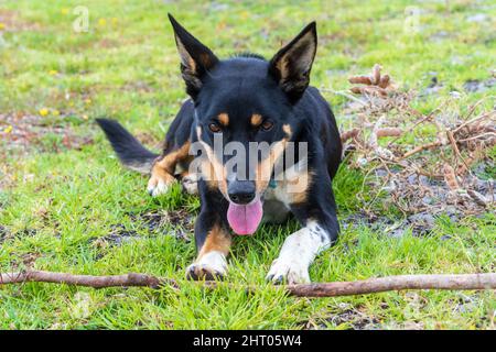 L'australiano Kelpie giace a terra e ansimando davanti ad un bastone Foto Stock