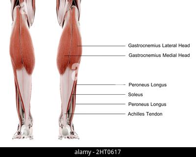 Muscoli inferiori delle gambe, illustrazione Foto Stock