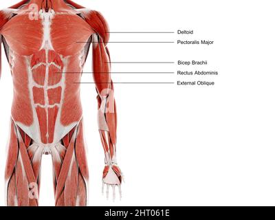 Muscoli della parte superiore del corpo, illustrazione Foto Stock