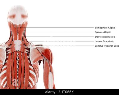 Muscoli del collo, illustrazione Foto Stock