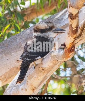 Ridendo Kookaburra (Dacelo novaeguineae) arroccato in un albero, Australia occidentale, WA, Australia Foto Stock