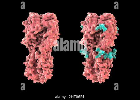 Emoagglutinina del virus influenzale H7N9 2013, illustrazione Foto Stock