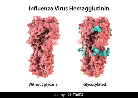 Emoagglutinina del virus influenzale H7N9 2013, illustrazione Foto Stock