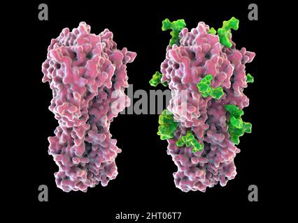 Emoagglutinina del virus influenzale H3N2 1968, illustrazione Foto Stock