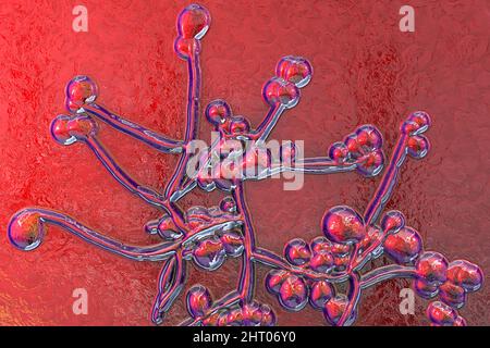 Candida funghi, illustrazione Foto Stock