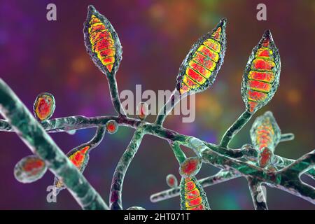 Fungo del canis del microsporum, illustrazione Foto Stock