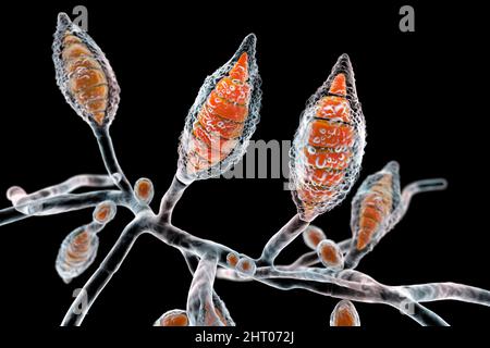 Fungo del canis del microsporum, illustrazione Foto Stock