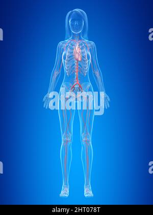 Cuore e arterie umane, illustrazione Foto Stock