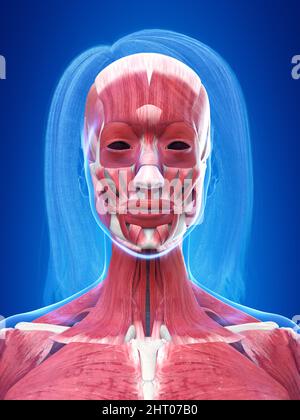 Muscoli della testa umana, illustrazione Foto Stock