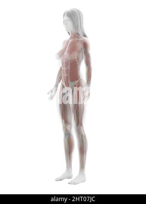 Muscoli umani, illustrazione Foto Stock