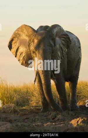 Elefante africano (Loxodonta africana), dopo un bagno di fango. Parco Nazionale di Chobe, Botswana Foto Stock