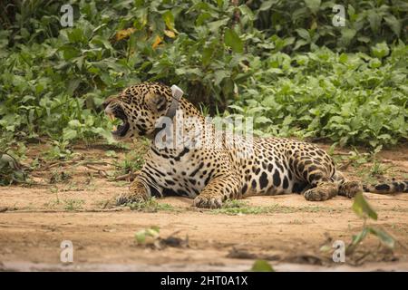 Jaguar (Panthera onca) fa con un colletto radio, a suo agio su una riva del fiume. Mato Grosso, Pantanal, Brasile Foto Stock