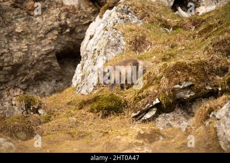 Volpe artica (Vulpes lagopus) cucire la sua strada lungo un pendio di montagna. Arcipelago di Svalbard, Artico norvegese, Norvegia Foto Stock