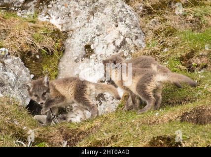 Volpe artica (Vulpes lagopus) tre cuccioli che giocano vicino all'ingresso della loro tana. Arcipelago di Svalbard, Artico norvegese, Norvegia Foto Stock