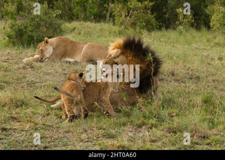 Leoni africani (Panthera leo), maschi neri e cuccioli da gioco, e una leonessa che si schizza. Lower Mara, Riserva Nazionale Masai Mara, Kenya Foto Stock