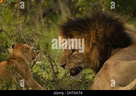 Leone africano (Panthera leo), maschio nero e un cucciolo da gioco. Lower Mara, Riserva Nazionale Masai Mara, Kenya Foto Stock