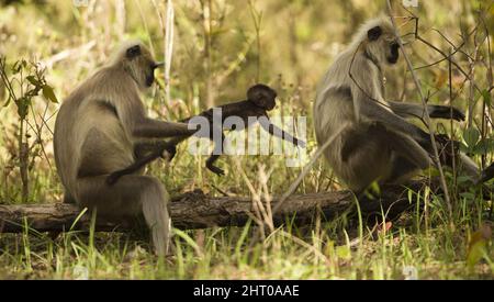 Pianure settentrionali languri grigi (Semnopithecus entellus) due languri seduti vicino su un arto albero in una sessione di grooming. Parco Nazionale di Kanha, Madhya Prad Foto Stock