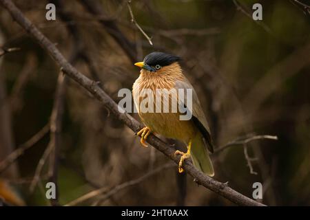 Brava starling (Sturnus pagodarum) femmina su un ramo. Keoladeo National Park, Bharatpur, Rajasthan, India Foto Stock