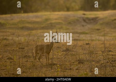 Il cervo di Pampas (Ozotoceros bezoarticus) si trova nella prateria. Pantanal, Mato Grosso, Brasile Foto Stock