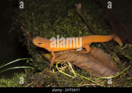 Novellame (Notophthalmus viridesens) terrestre, giovanile, palcoscenico, che mostra la sua colorazione arancione brillante di avvertimento. Pennsylvania, Stati Uniti Foto Stock