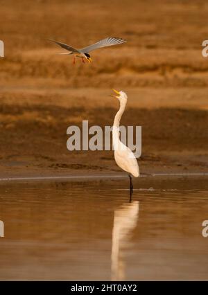 Grande egretta (Ardea alba) che viene molestata da un altro uccello. Parco Nazionale di Satpura, Madhya Pradesh, India Foto Stock