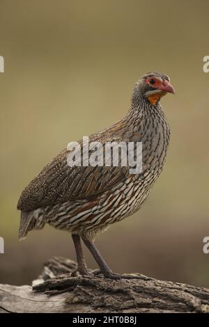 Rosso sputando cobra (Naja pallida) che si alza ma il cappuccio non sollevato in modalità attacco. Il veleno che spruzza può causare dolore acuto e cecità ma io Foto Stock