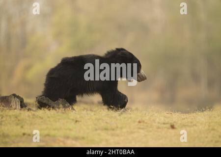 Orsetto (Melursus ursinus) a piedi. Parco Nazionale di Satpura, Madhya Pradesh, India Foto Stock